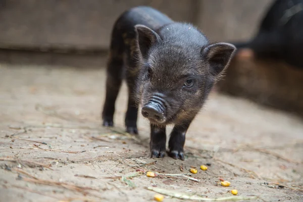 Cerdos pequeños en la granja — Foto de Stock