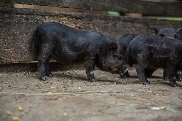 Lechoncitos en una pocilga — Foto de Stock