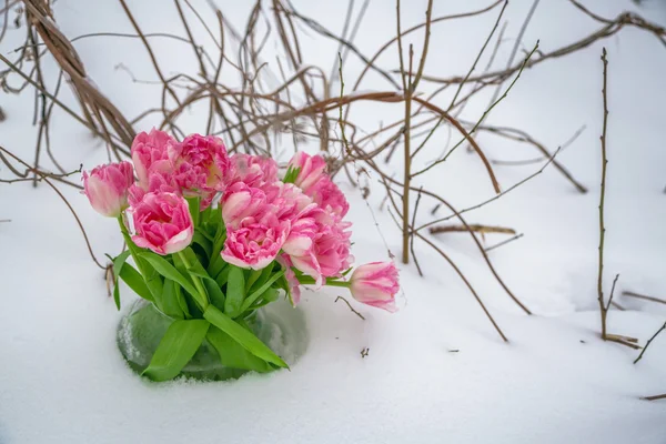 Flores frescas na neve — Fotografia de Stock