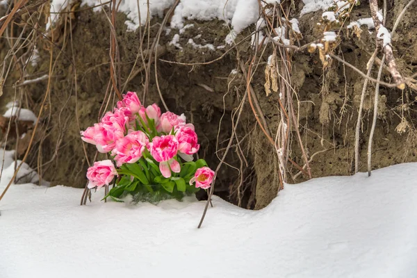 Flores frescas en la nieve sobre un fondo grunge — Foto de Stock