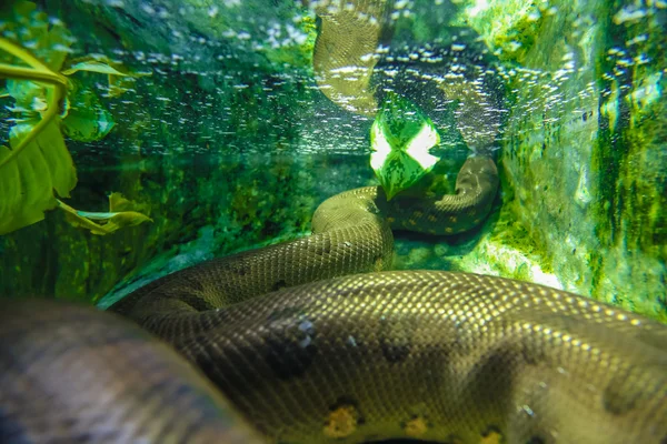 Snake onder water — Stockfoto