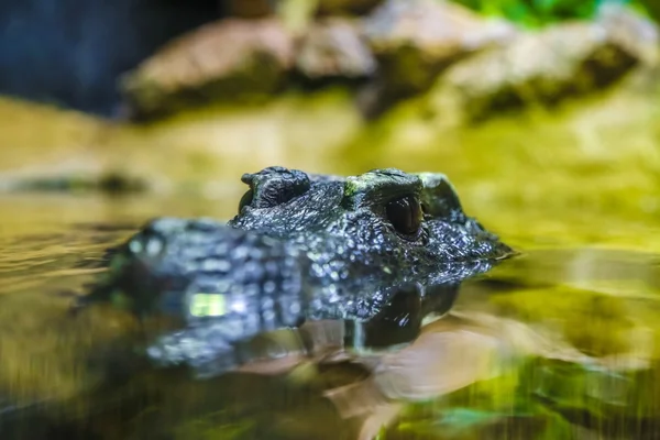 Cabeza de cocodrilo en el agua —  Fotos de Stock