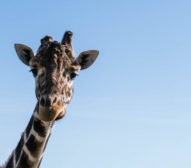 Mavi gökyüzünde portre zürafası