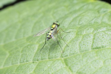 Meyve sinekleri güzel yeşil altın.