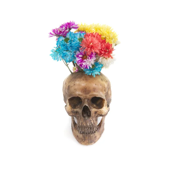 Calavera con flor sobre fondo blanco — Foto de Stock