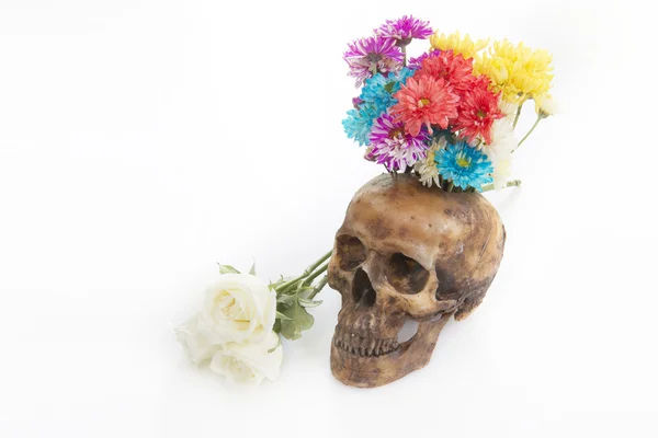 Crânio com flor sobre fundo branco — Fotografia de Stock