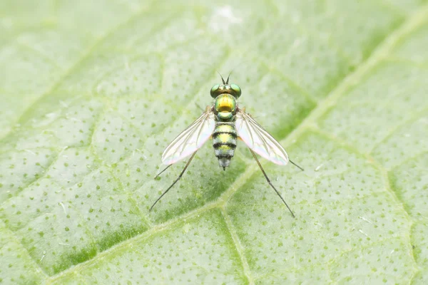 Fruchtfliegen mit schönem grünen Gold. — Stockfoto