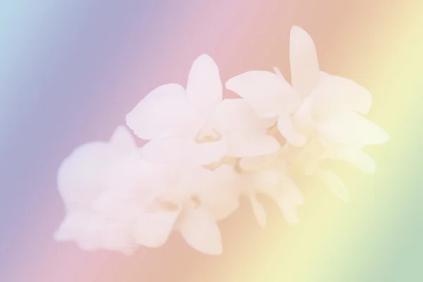 Arte digital: Orquídea no fundo colorido . — Fotografia de Stock