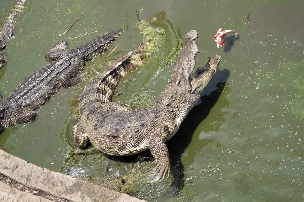 Krokodil springt aus dem Wasser, um zu beißen. — Stockfoto