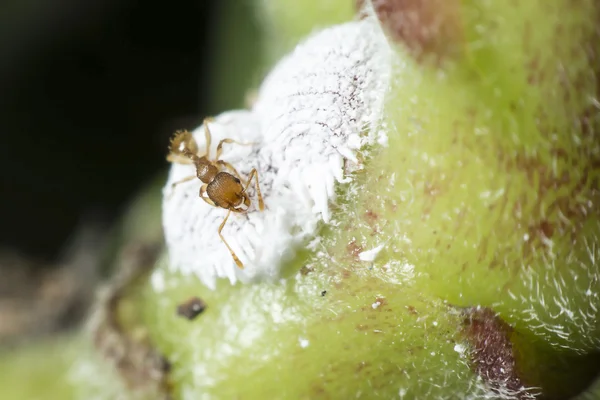 La hormiga que recoge la melaza de los pulgones y el cuidado a cambio . —  Fotos de Stock