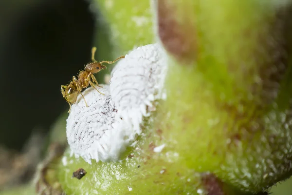 La hormiga que recoge la melaza de los pulgones y el cuidado a cambio . —  Fotos de Stock