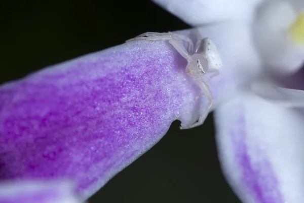Aranha branca assustadora em orquídeas, esperando por sua presa — Fotografia de Stock