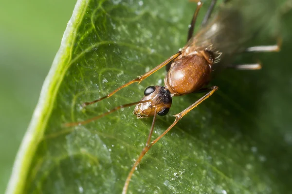 Ameisen mit Flügeln — Stockfoto