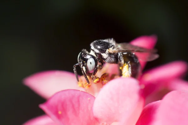 Abelha e flor — Fotografia de Stock