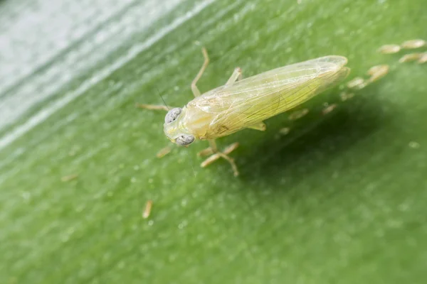 Makro owadów — Zdjęcie stockowe