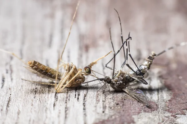 Zwei Mückenarten verursachen Dengue und Malaria. — Stockfoto