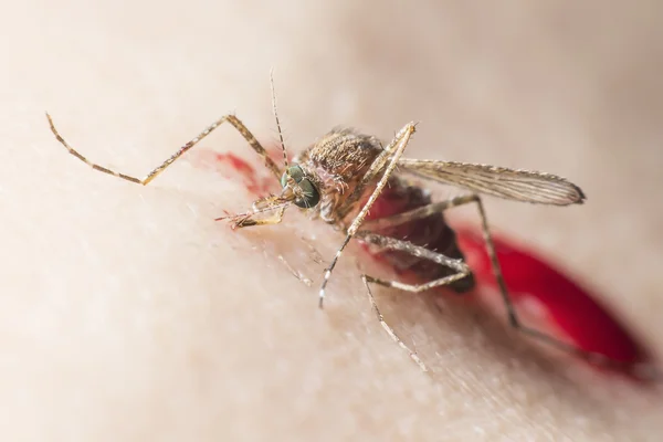 Mosquito drinks blood out of man — Stock Photo, Image