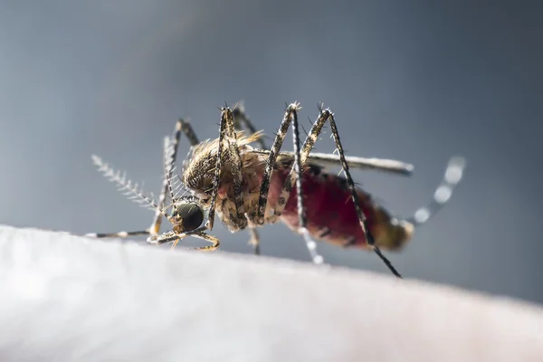 Komara pije krew z człowieka — Zdjęcie stockowe