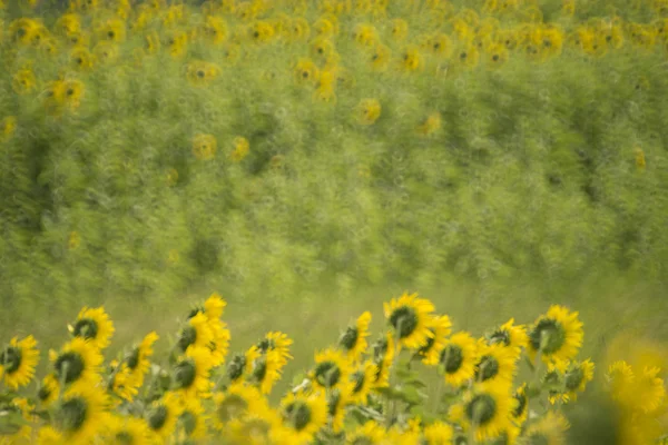 Textur und Hintergrund — Stockfoto