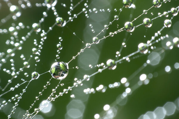 The spider web with dew drops. Abstract background