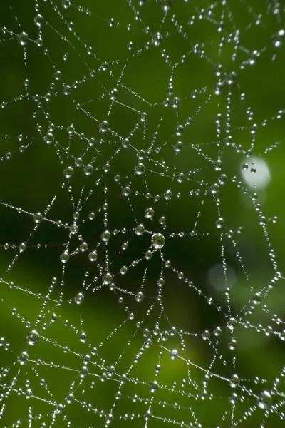 A teia de aranha com gotas de orvalho. Contexto abstrato — Fotografia de Stock