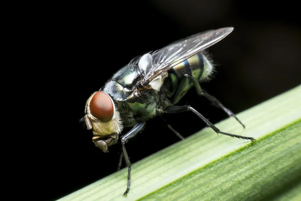 Fliegen verursachen Krankheiten — Stockfoto