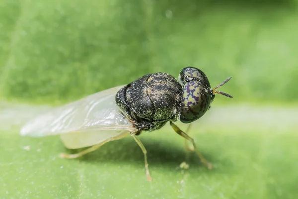 Fliegen verursachen Krankheiten — Stockfoto