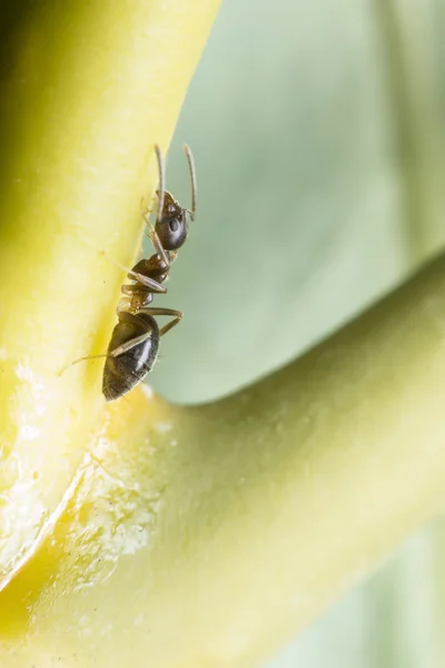 La hormiga muerde el árbol de corteza para alimentar a los pulgones . — Foto de Stock