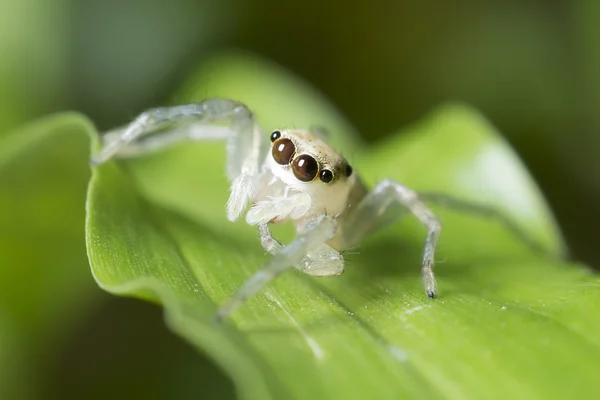 Белый паук на зеленом листе — стоковое фото