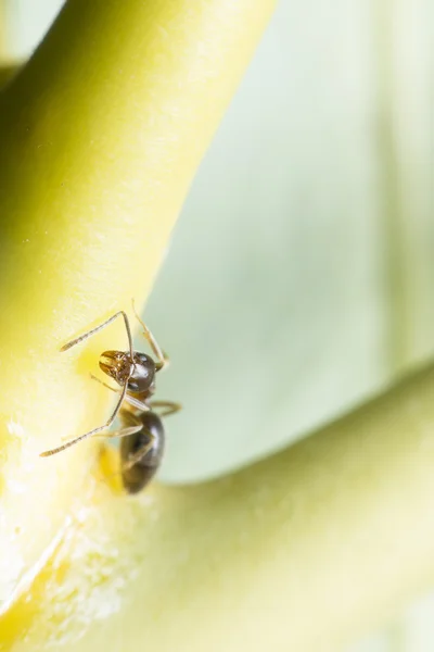 La formica morde la corteccia per l'alimentazione degli afidi . — Foto Stock