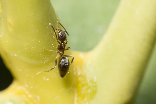 La hormiga muerde el árbol de corteza para alimentar a los pulgones . — Foto de Stock