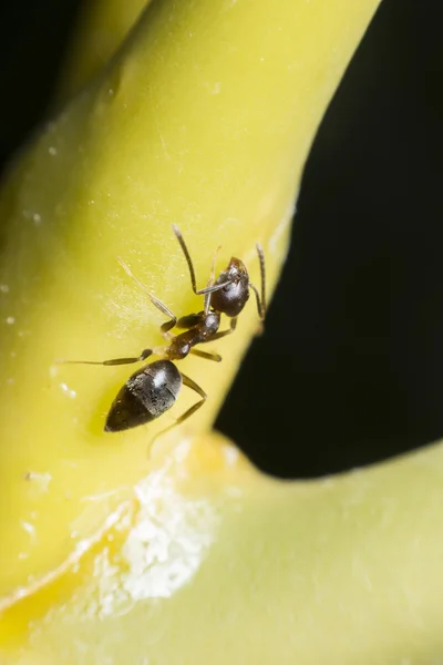 La formica morde la corteccia per l'alimentazione degli afidi . — Foto Stock