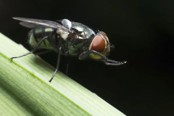 Sinekler hastalıkları neden