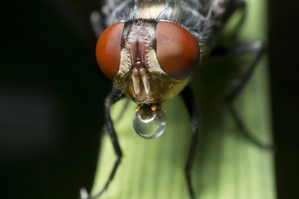 Fliegen verursachen Krankheiten — Stockfoto