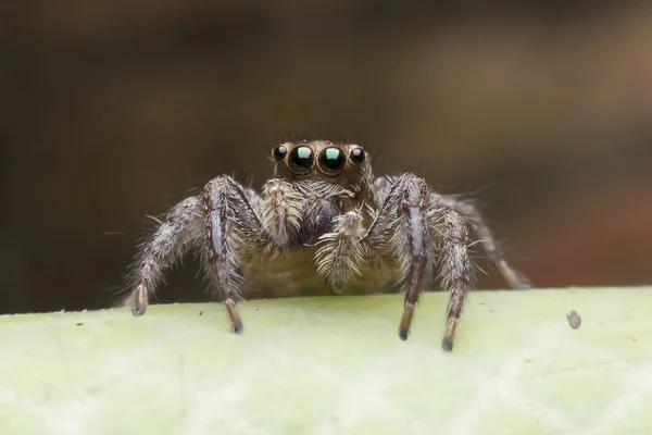 Aranha — Fotografia de Stock