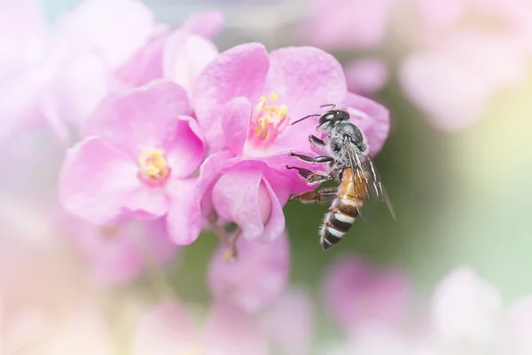 Abstrakter Hintergrund, Insekt und Blume Glanz Licht Regenbogen. — Stockfoto