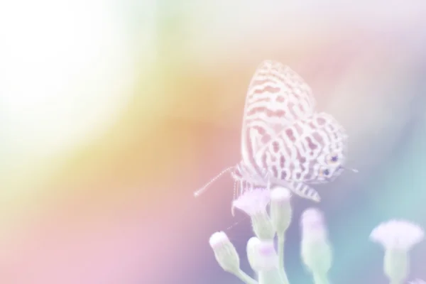Mjukt fokus fjäril och blomma i blandat färgglada läge. — Stockfoto