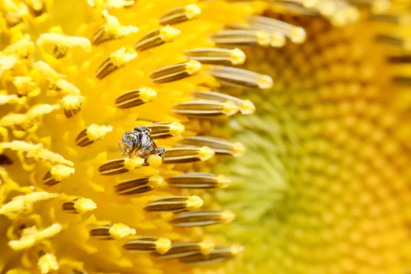 Bienen ernähren sich von Blumen und mischen Carpel. — Stockfoto