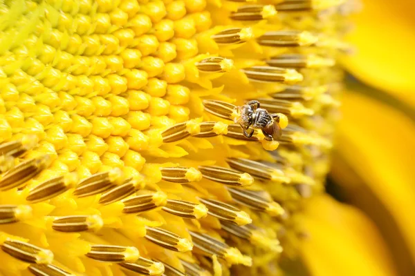 Abelhas alimentam-se de flores e misturam carpel . — Fotografia de Stock