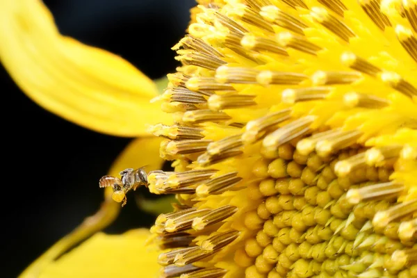 Bienen ernähren sich von Blumen und mischen Carpel. — Stockfoto