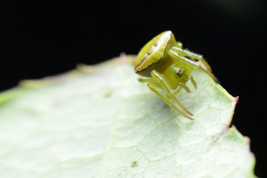 Alan yaban hayatı kutsal Tayland örümcek.