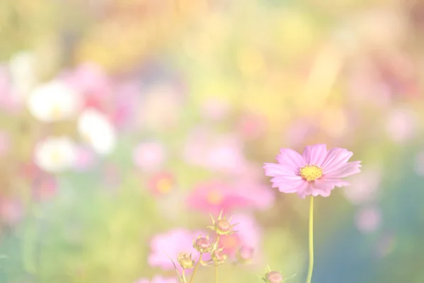 Weicher Fokus Blume im gemischten farbigen Modus. Digitale Effekte — Stockfoto