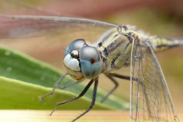 Die Augen einer Libelle in naher Zukunft — Stockfoto