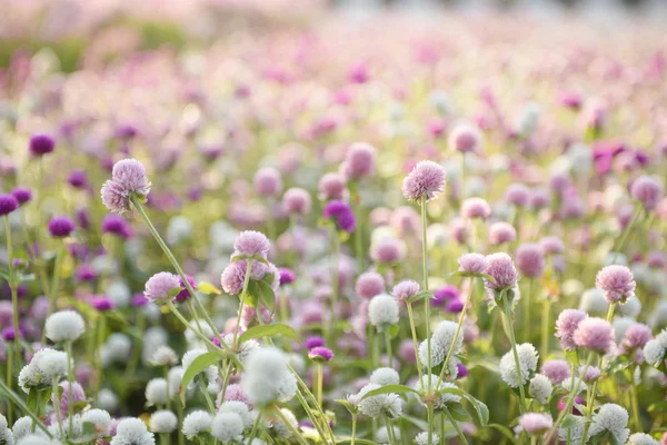 Matin clair avec jardins fleuris colorés . — Photo