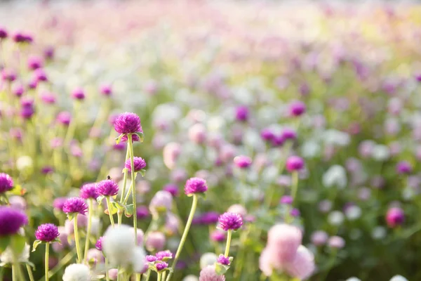 Matin clair avec jardins fleuris colorés . — Photo