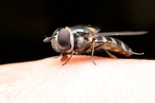 Flies cause diseases. Flies fruit. Royalty Free Stock Images