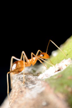 Honeydew yaprak biti toplama karınca ve karşılığında bakım.