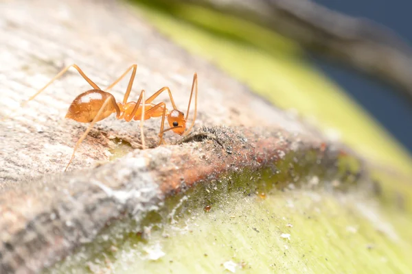 Formiche che raccolgono melata da afidi e cura in cambio . — Foto Stock