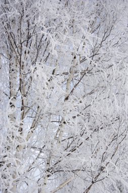 Huş ağacı dalları kökenli