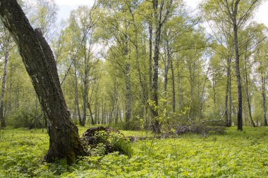 Yaz huş ağacı ahşap